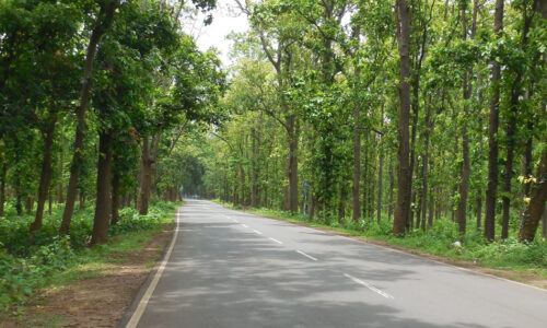 Hatibari Forest1